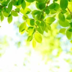 Build a Success Mindset with Visualization and Affirmations