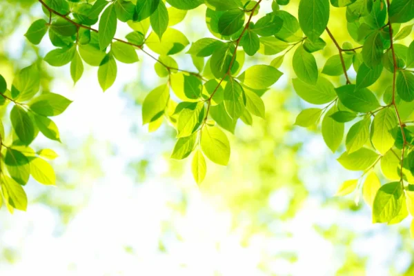 Build a Success Mindset with Visualization and Affirmations
